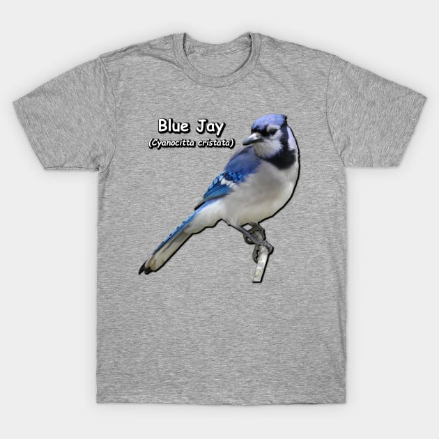 Blue Jay T-Shirt by Paul Prints